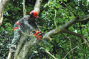 Tree Surgery and Grounds Maintenance